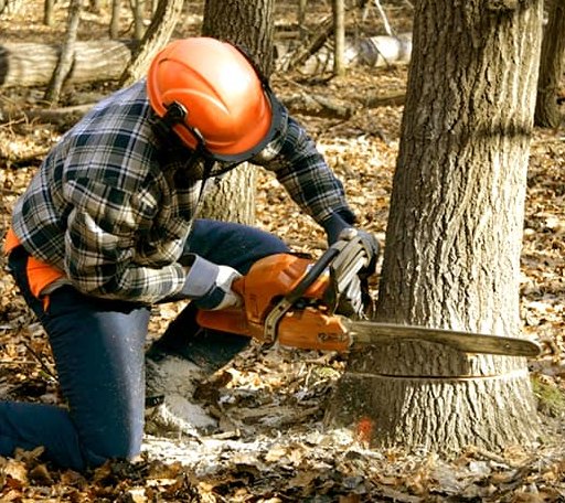 Tree Removal in Highland, KS